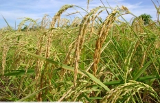 Plantio de arroz